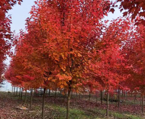 美國紅楓秋火焰